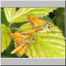 Ochlodes sylvanus - Rostfarbiger Dickkopf 01.jpg